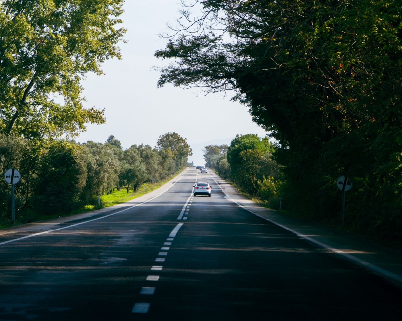 Route bordée d’arbres